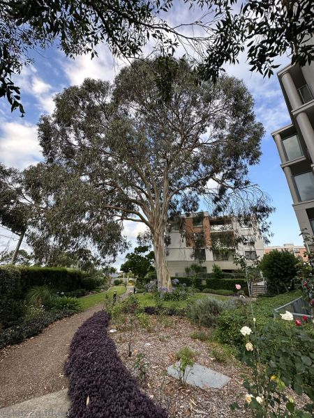 Beautiful gum tree at Mum's place