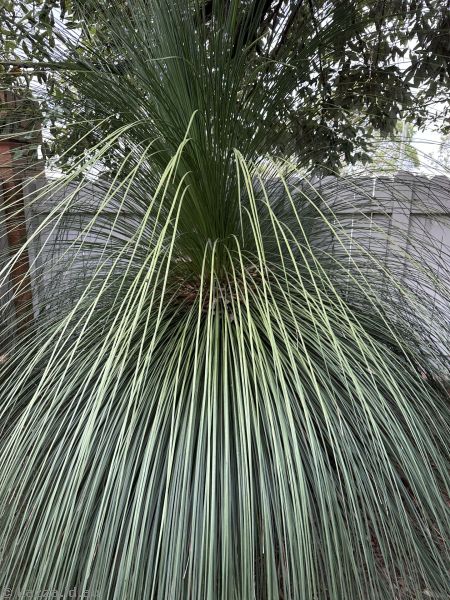 Grass tree at Mum's place