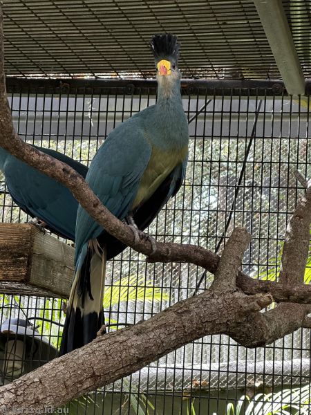 Great blue turaco
