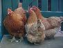 Chookens