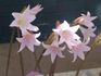 Pink flowers