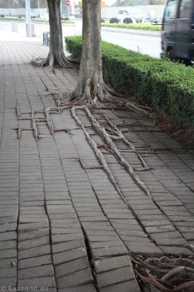 Tree roots along Av. Dr. Sun Yat-Sen