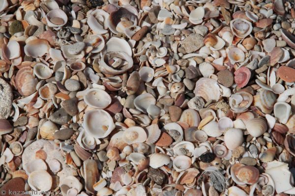 Shells on the beach