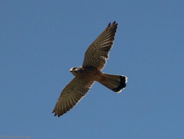 Maybe some sort of kestral flying overhead