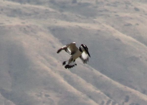 Kingfisher fishing in the Sea of Galilee