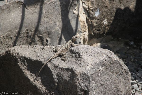 Lizard at Korazim