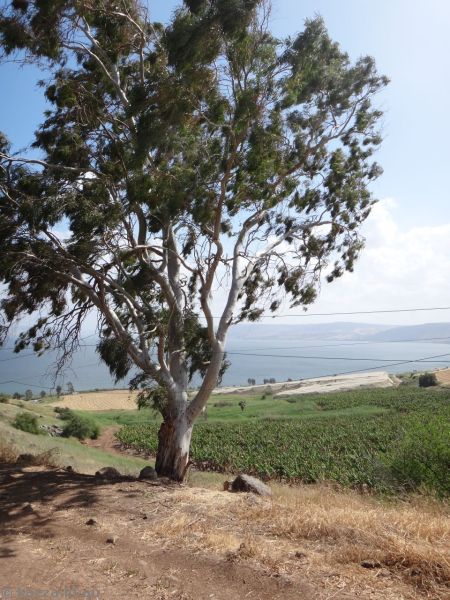 View through the fence to the possible location of the Sermon on the Mount.  Complete with eucalyptus tree