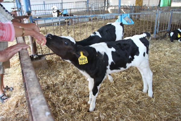 Calves at Nof Ginosar