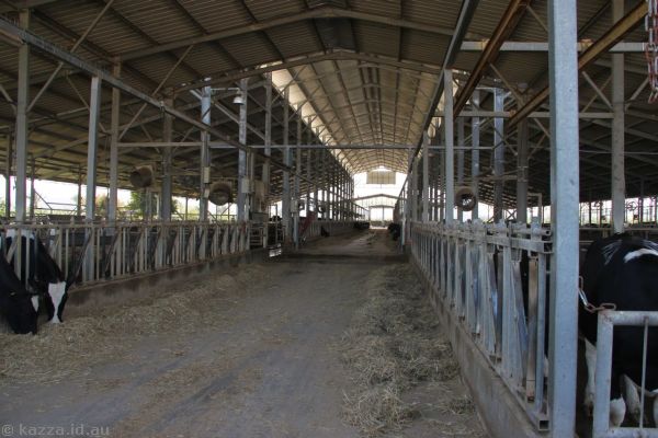 Cattle shed at Nof Ginosar
