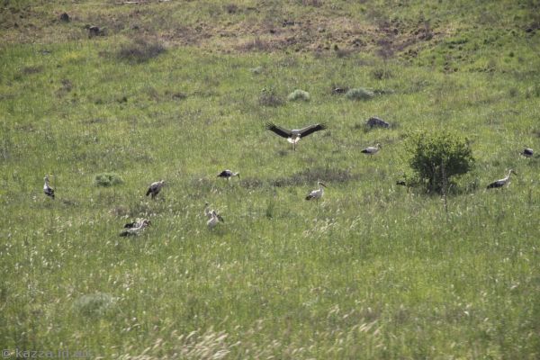 Storks near the side of the road