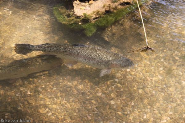 Trout at Daphna Fish Store