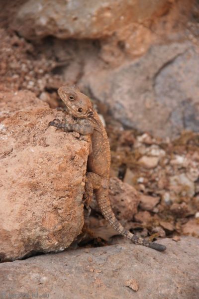 Lizard at Tel Dan