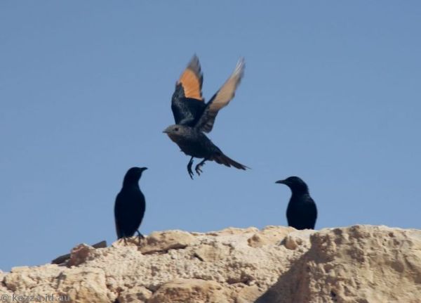 Tristram's starlings at Masada