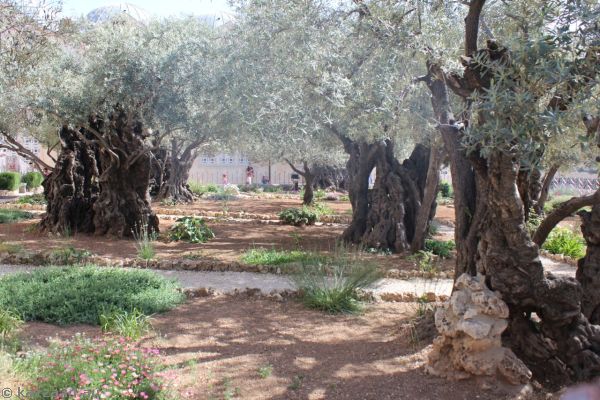 Olive grove in the Garden of Gethsemane<br/>Photo by Dad