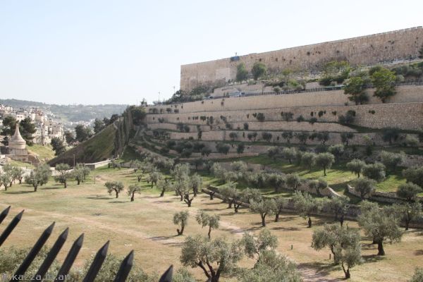 Garden of Gethsemane east of the old city of Jerusalem