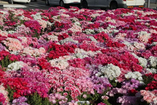 Flowers in the middle of a roundabout on David Remez Street