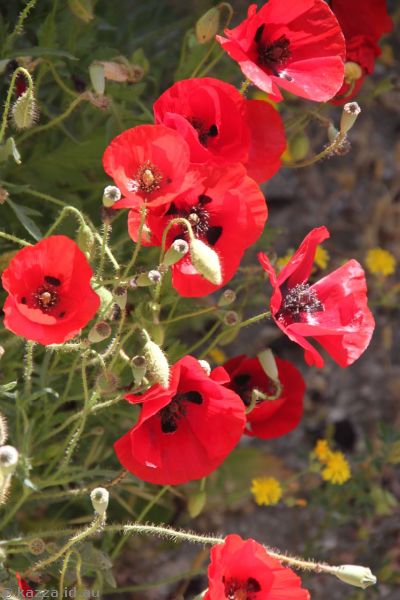 Poppies at the Pool of Bethesda