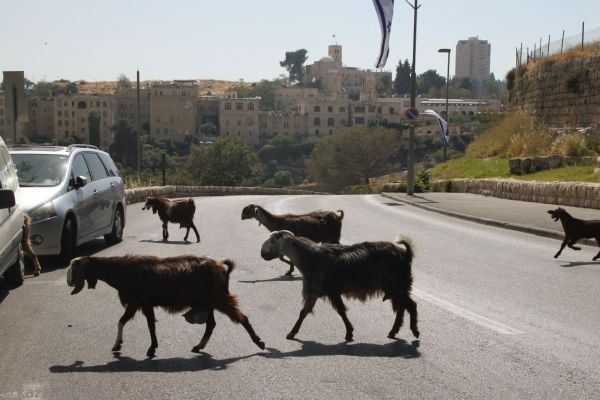 Goats crossing the road. Our hotel in the background