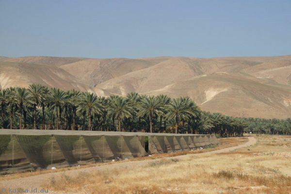 Palm tree plantation near Gilgal