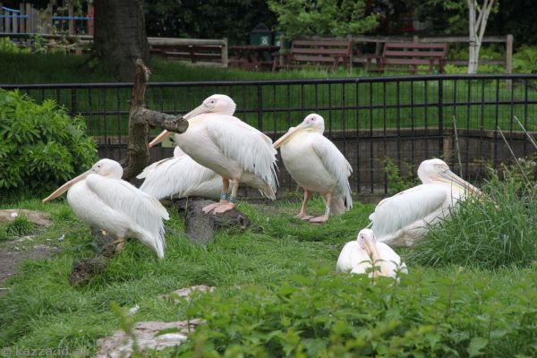 Pelicans in London Zoo