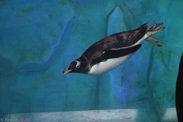 Gentoo penguin at Legoland