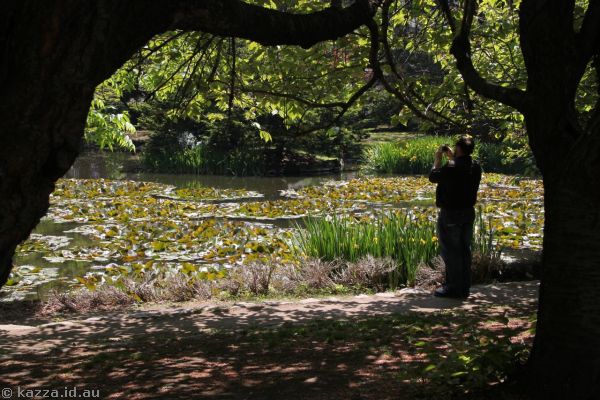 Pond in the park