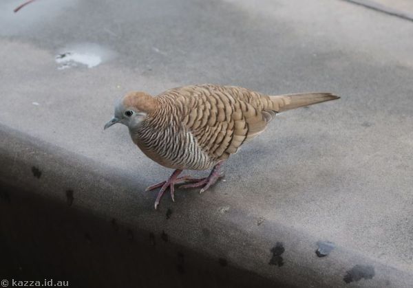 Zebra Dove (Geopelia striata) in Gardens by the Bay