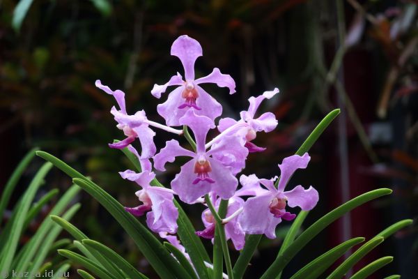 Orchid in Gardens by the Bay