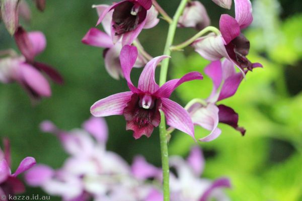 Orchids