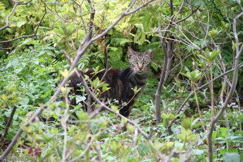 Stray cat