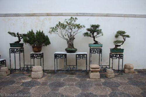 Bonsai in Kowloon Walled City Park