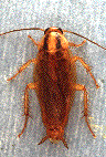 German Cockroach