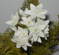 jonquils