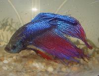 Blue betta