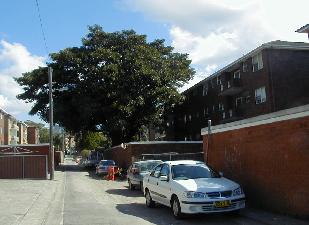 street with tree