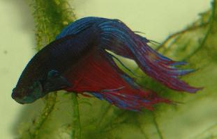 One of my bettas