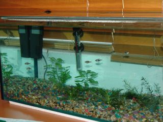 Stu's tank with six Harlequin Rasboras