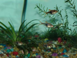 Close up of some of the Harlequin Rasboras