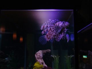 Lion fish we saw in a marine tank setup in a club on Hastings St