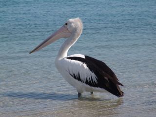 Pelican at Maroochydore