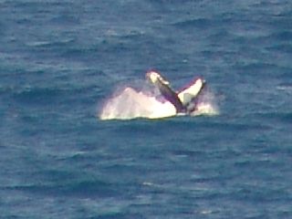 Whale breaching off the coast of Maroochydore (taken at full zoom, at 8 megapix, and cropped to actual pixel size - I love my camera :)