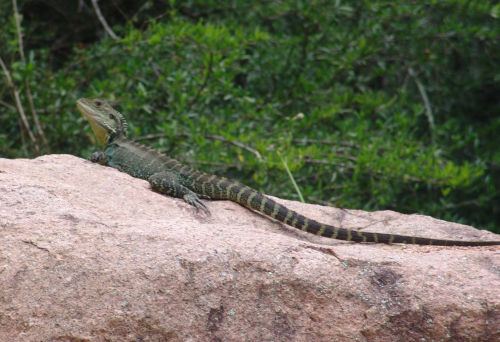 Cool looking lizard