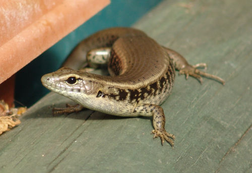 Another lizard