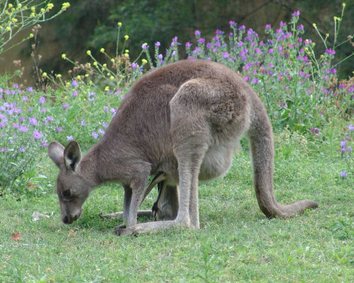 One Kangaroo, Joey Included