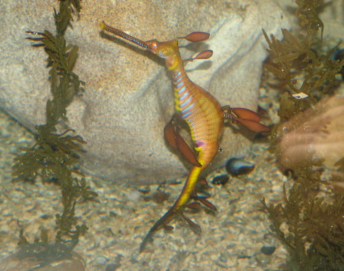 Weedy Sea Dragon
