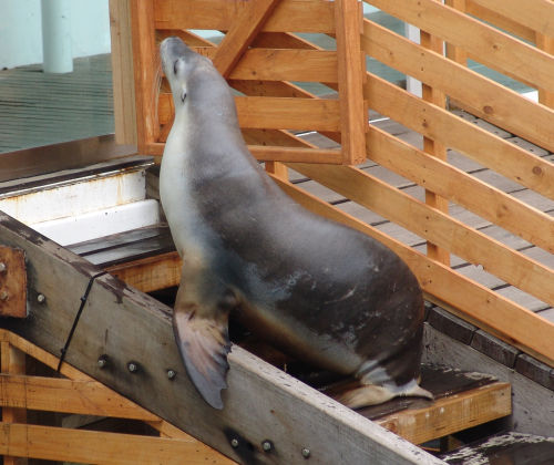 Seal? Sea Lion?