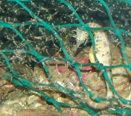 Sea horse with babies!