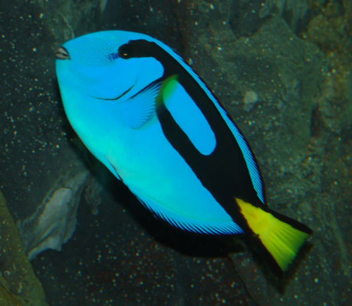 Blue Tang