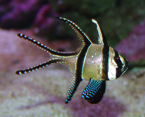 Really cute looking fish