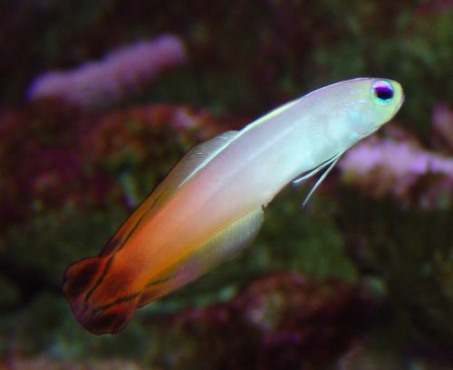 Another cute fish